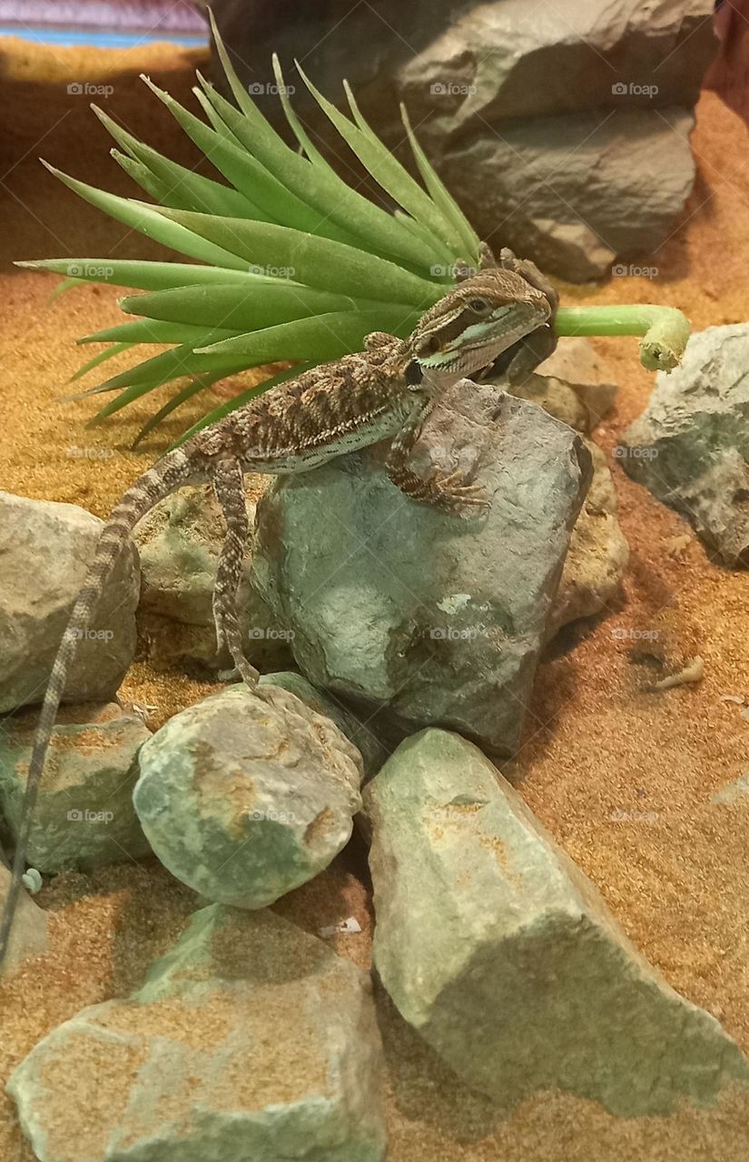 lizzard enjoying his day