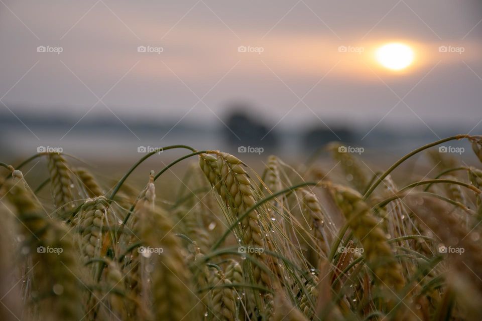 Barley Field at Dawn with Morning Dew