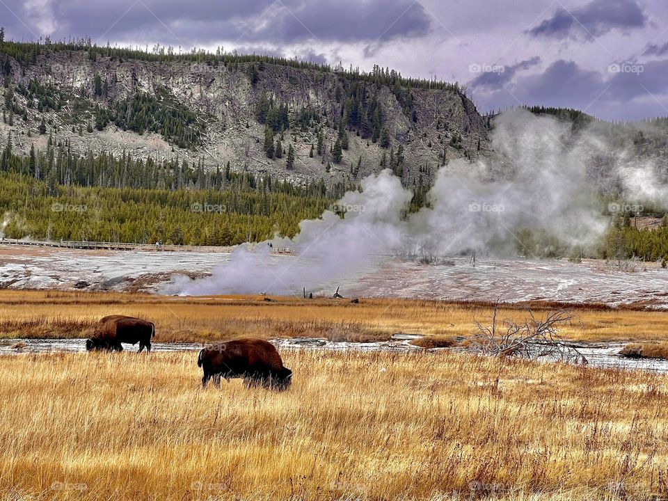 Where the bison roam.