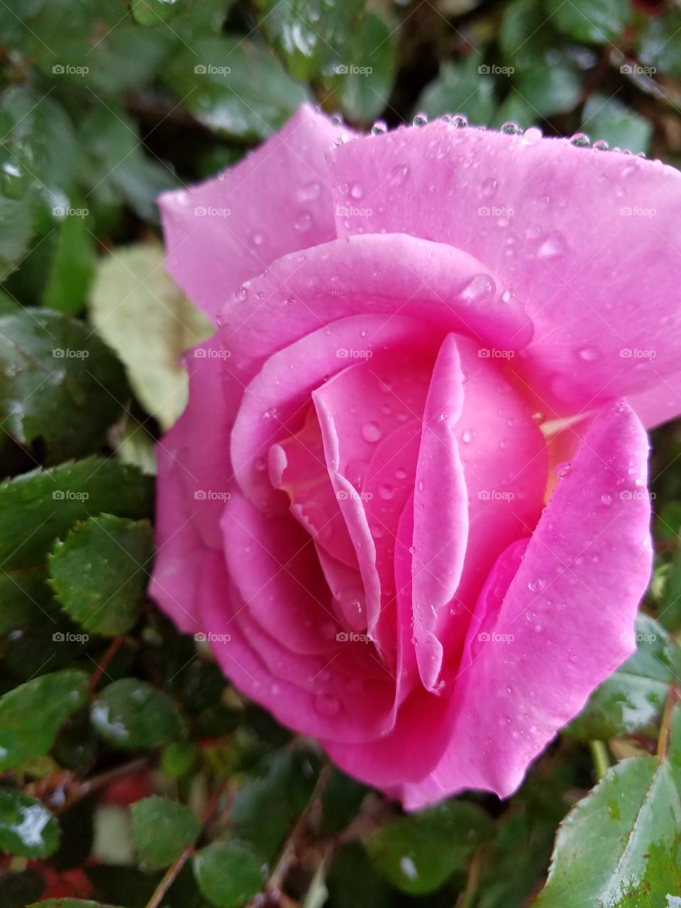 hidden pink rose