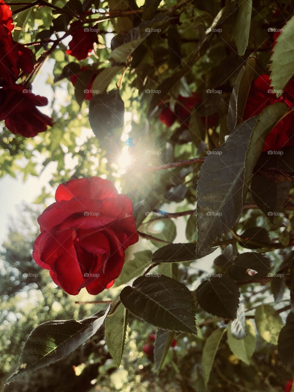 Evening Rose. 
