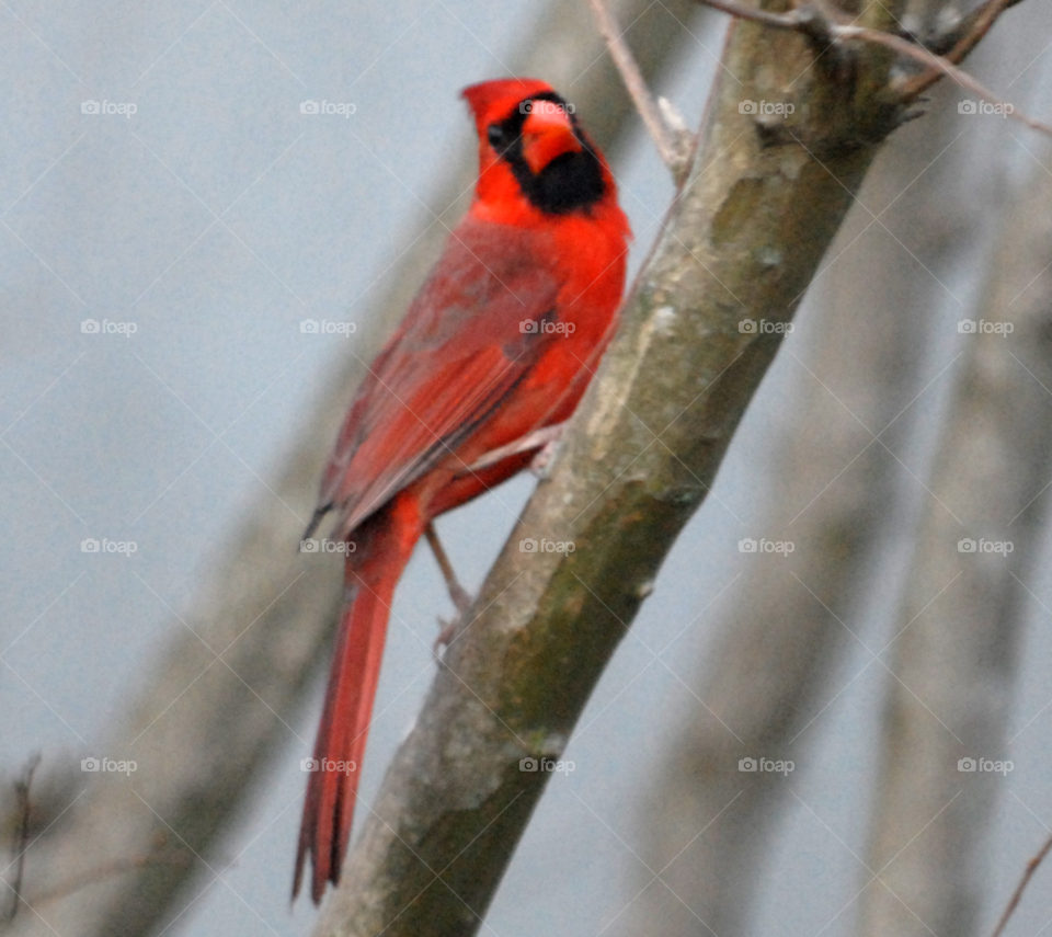 winter red bird male by lightanddrawing