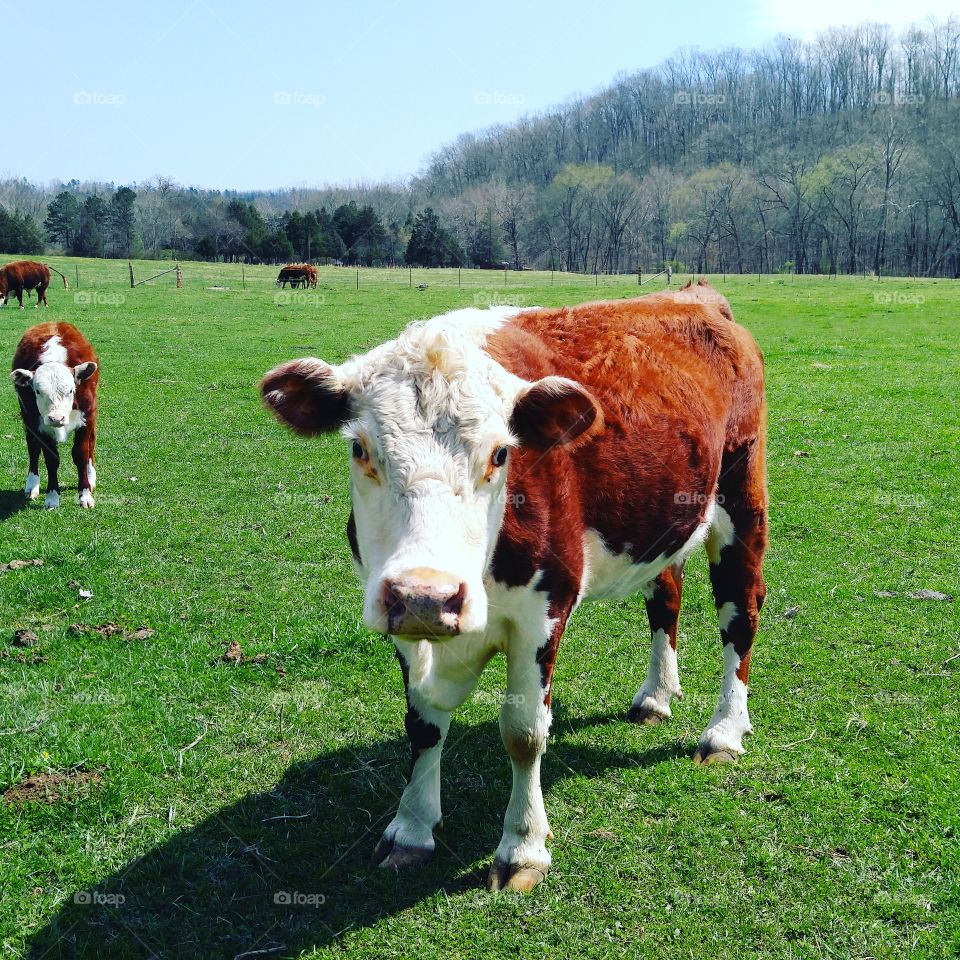 Cows in a Pasture, Moo at the Farm, Love for Animals, Farm Life, Brown and White Cattle, Small Town Life