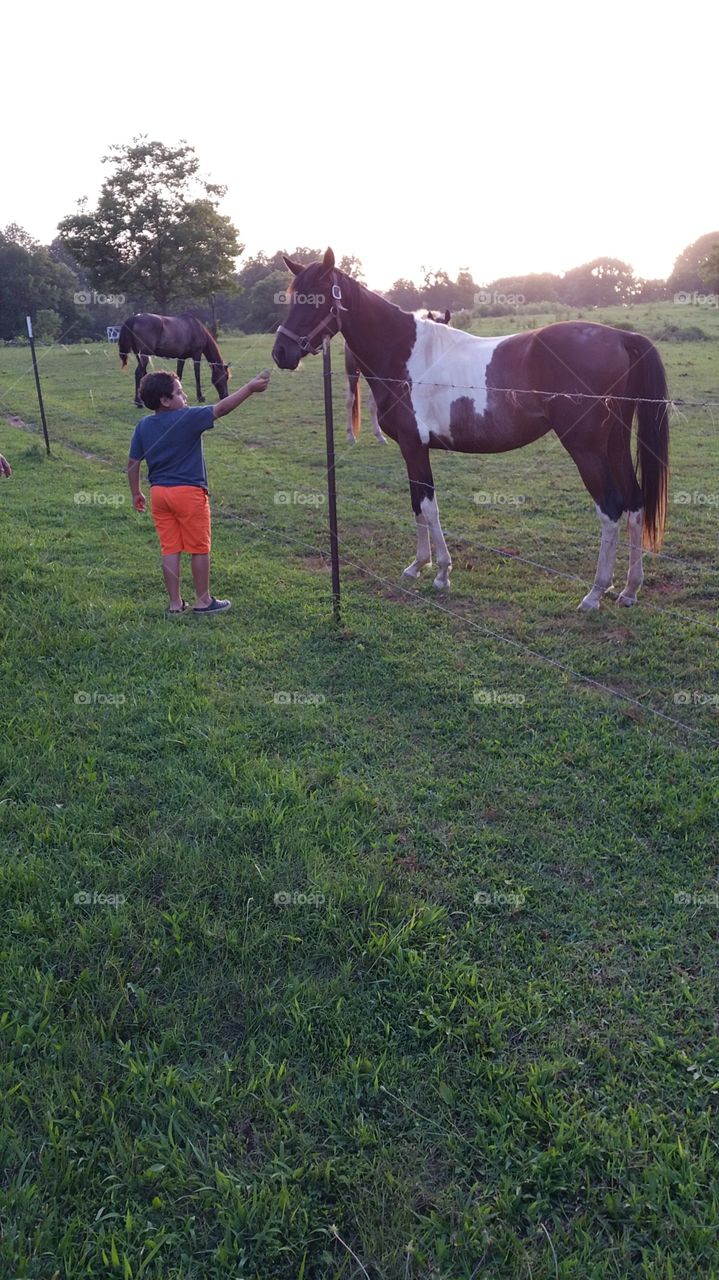 Mammal, Grass, Hayfield, Cavalry, Farm