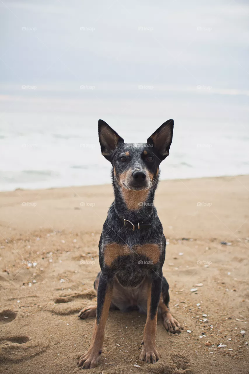 Dog, Mammal, Canine, Pet, One