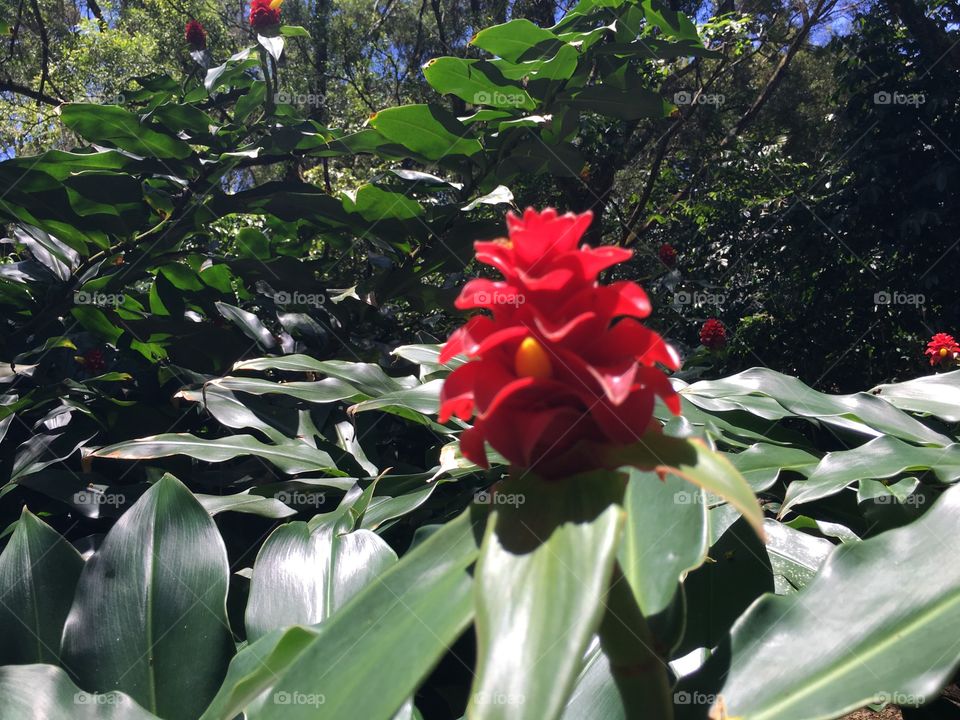 Close-up of red flower