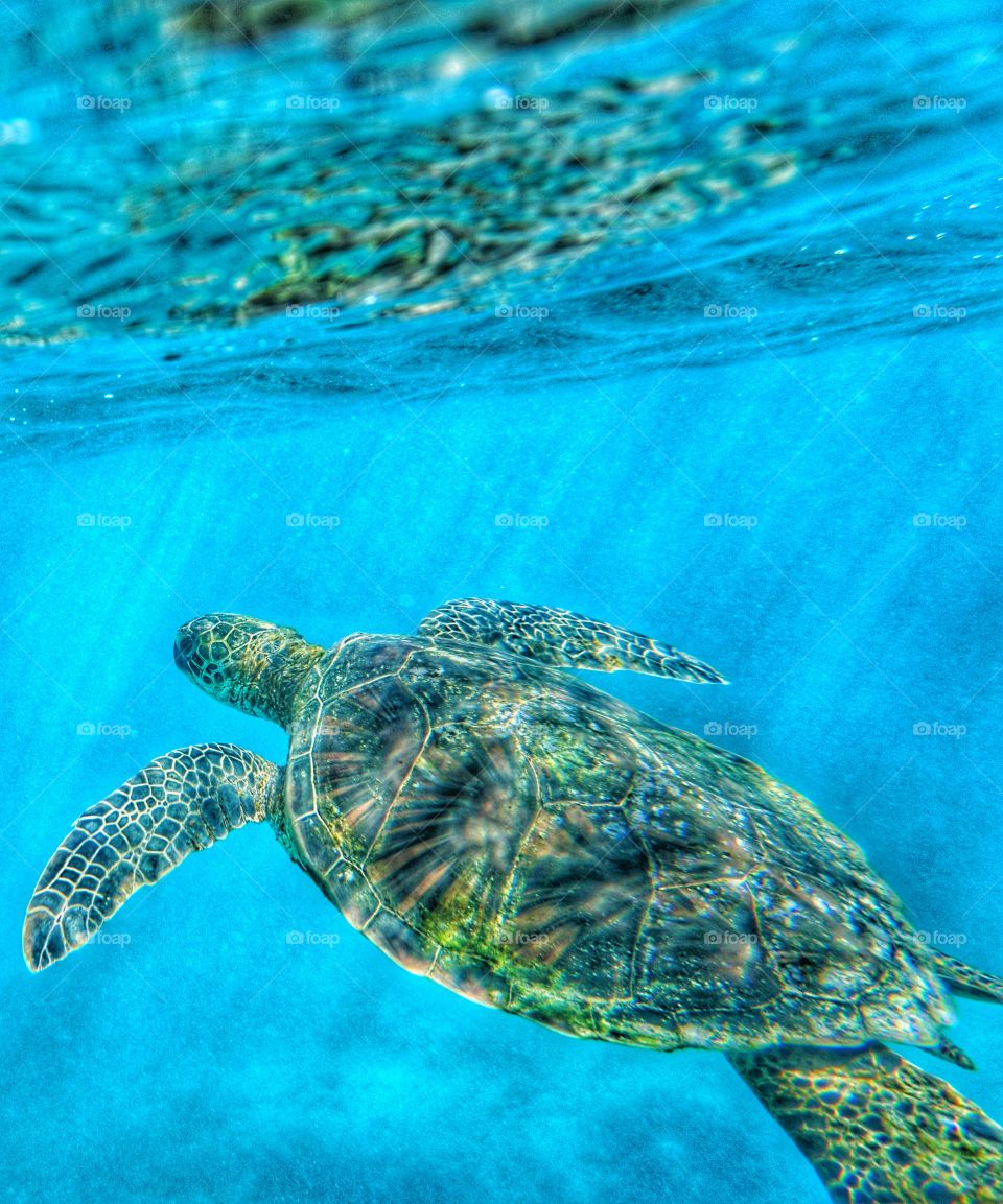 beautiful sea turtle