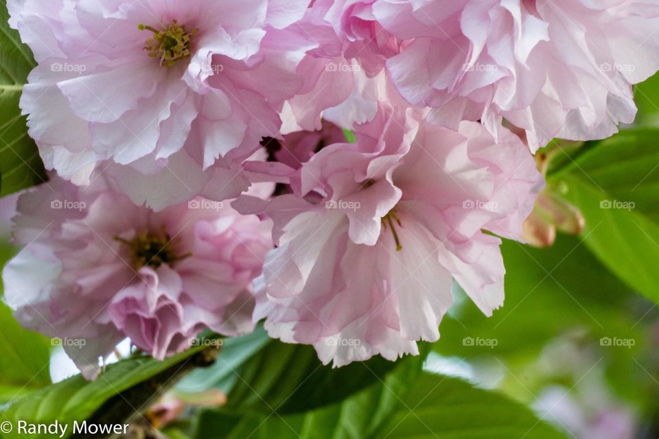 Flowering fruit tree