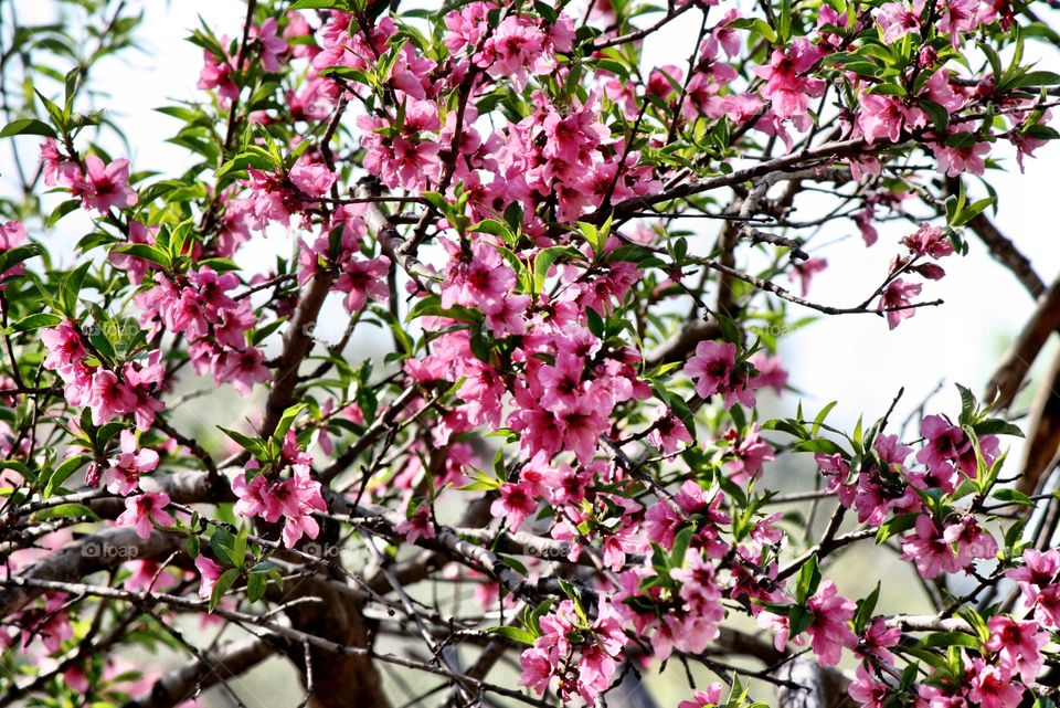 Pink flowering tree