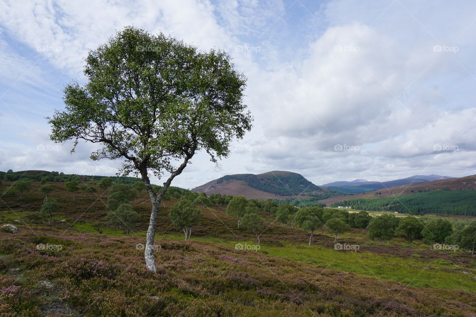 Bonnie Scotland 