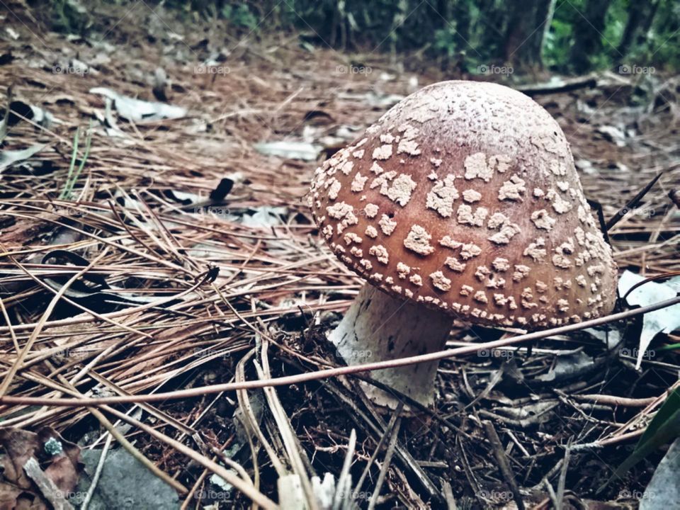 Cogumelo solitario em meio a floresta de pinheiros.