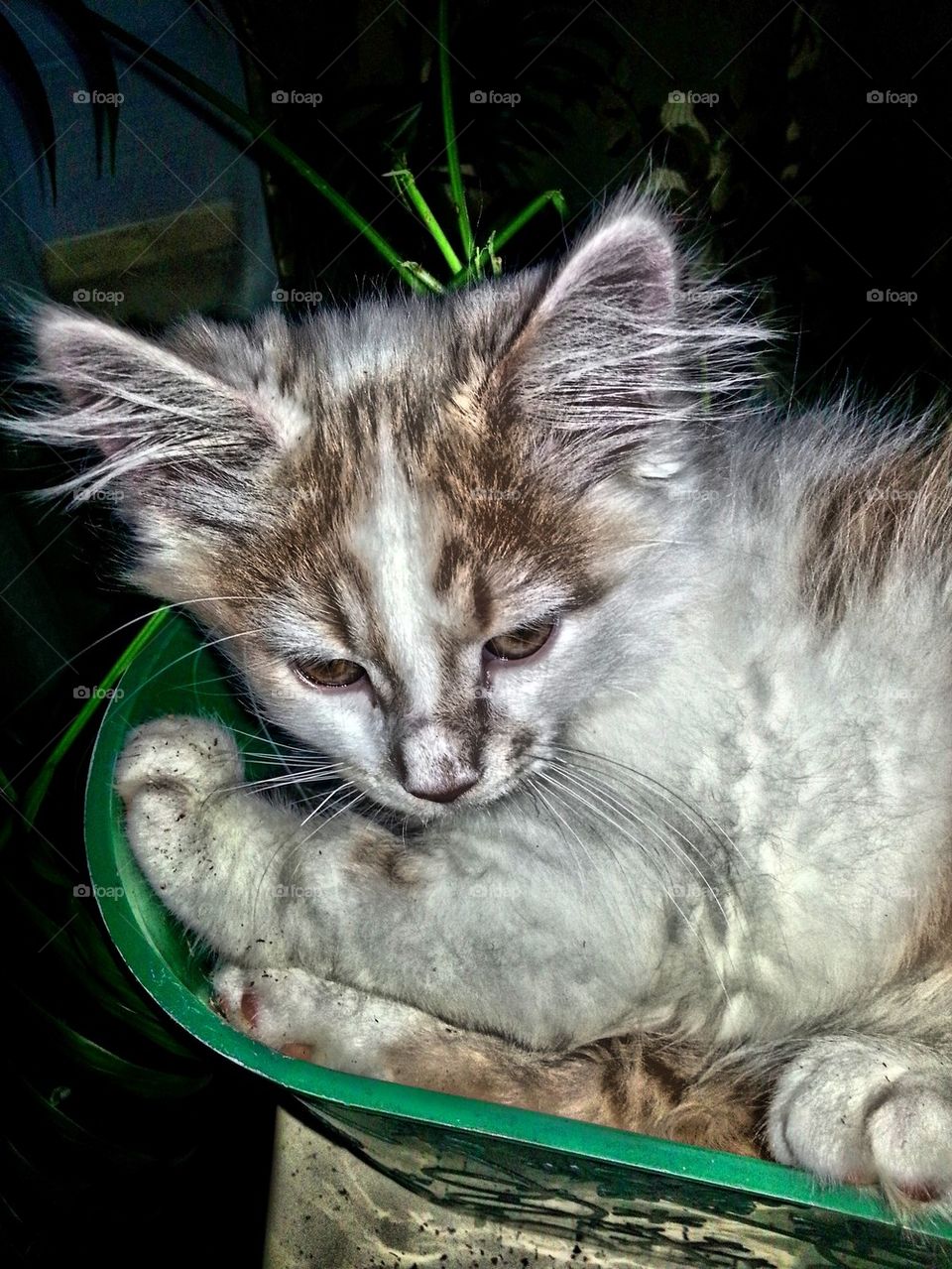 "olaf" laying in planter