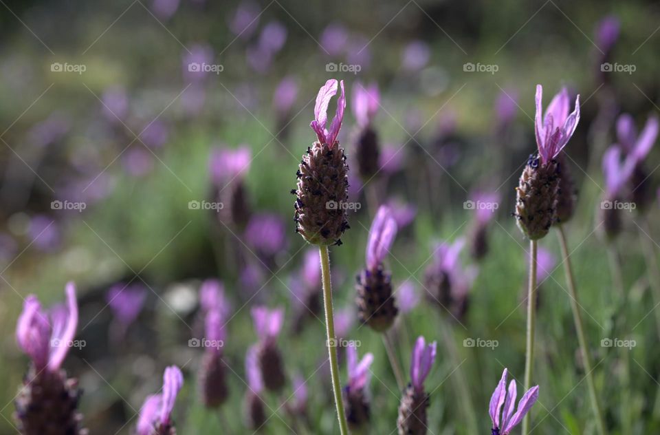 spring flowers