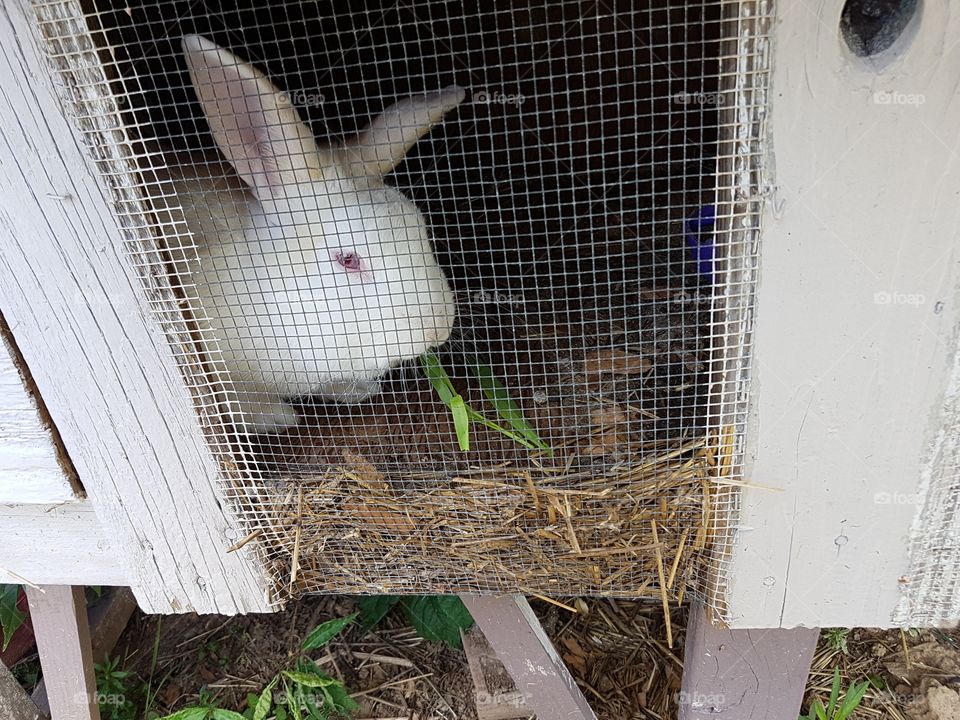 Albino rabbit in white wooden cage with mesh panel eating tender young corn stalks through mesh screen