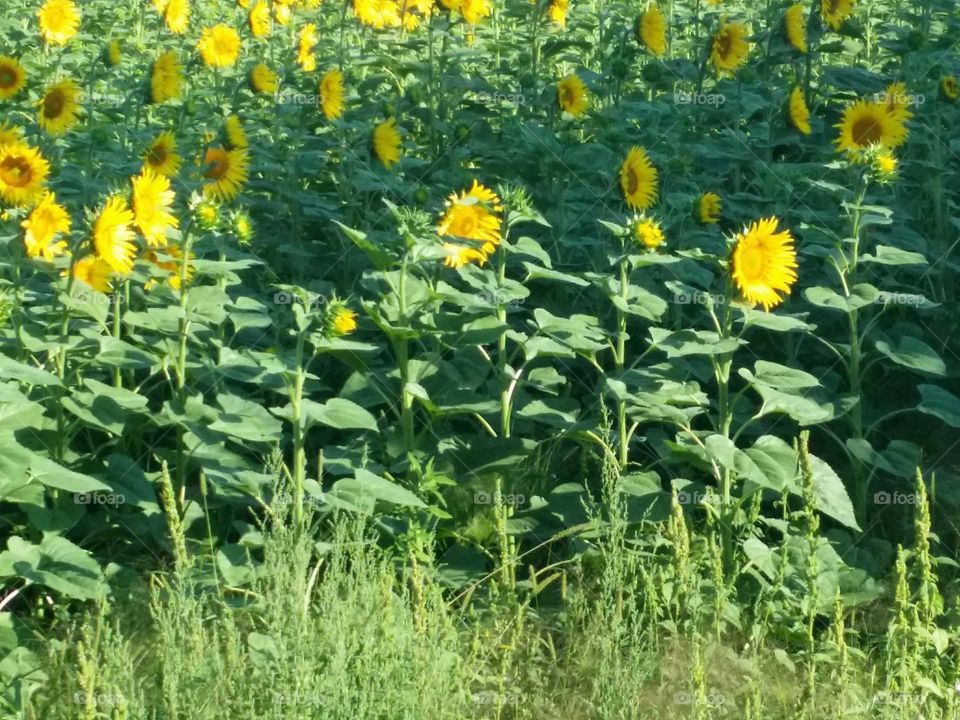 sunflowers