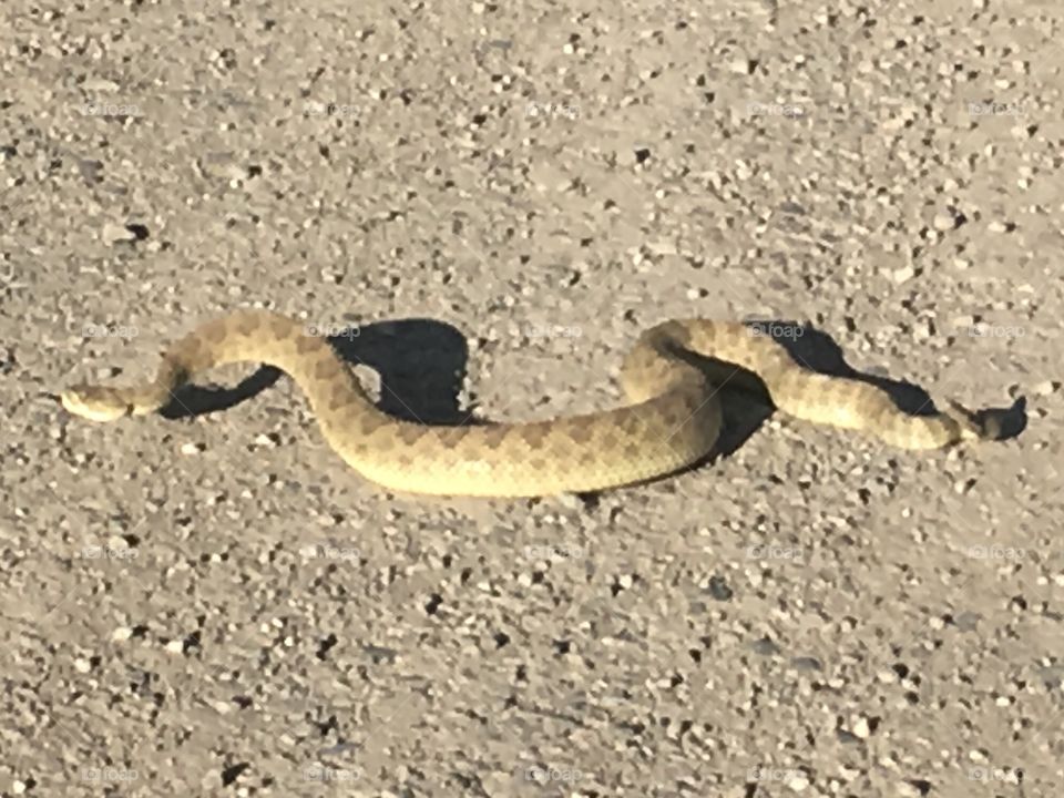 Rattlesnake 