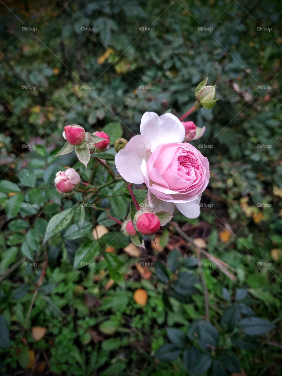 Tender pink rose in the fall