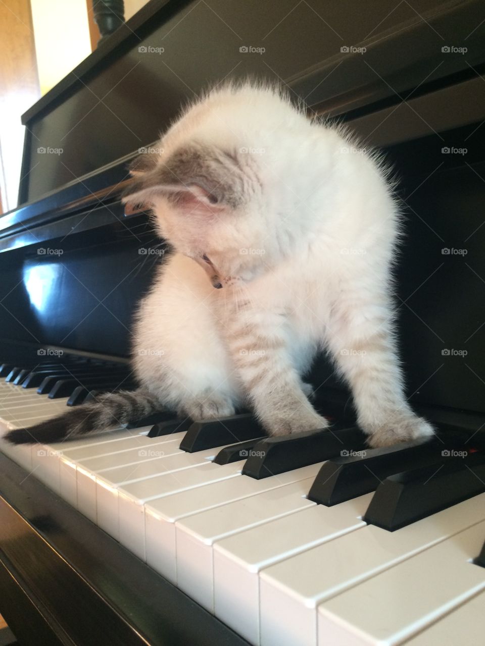 Kitten playing piano