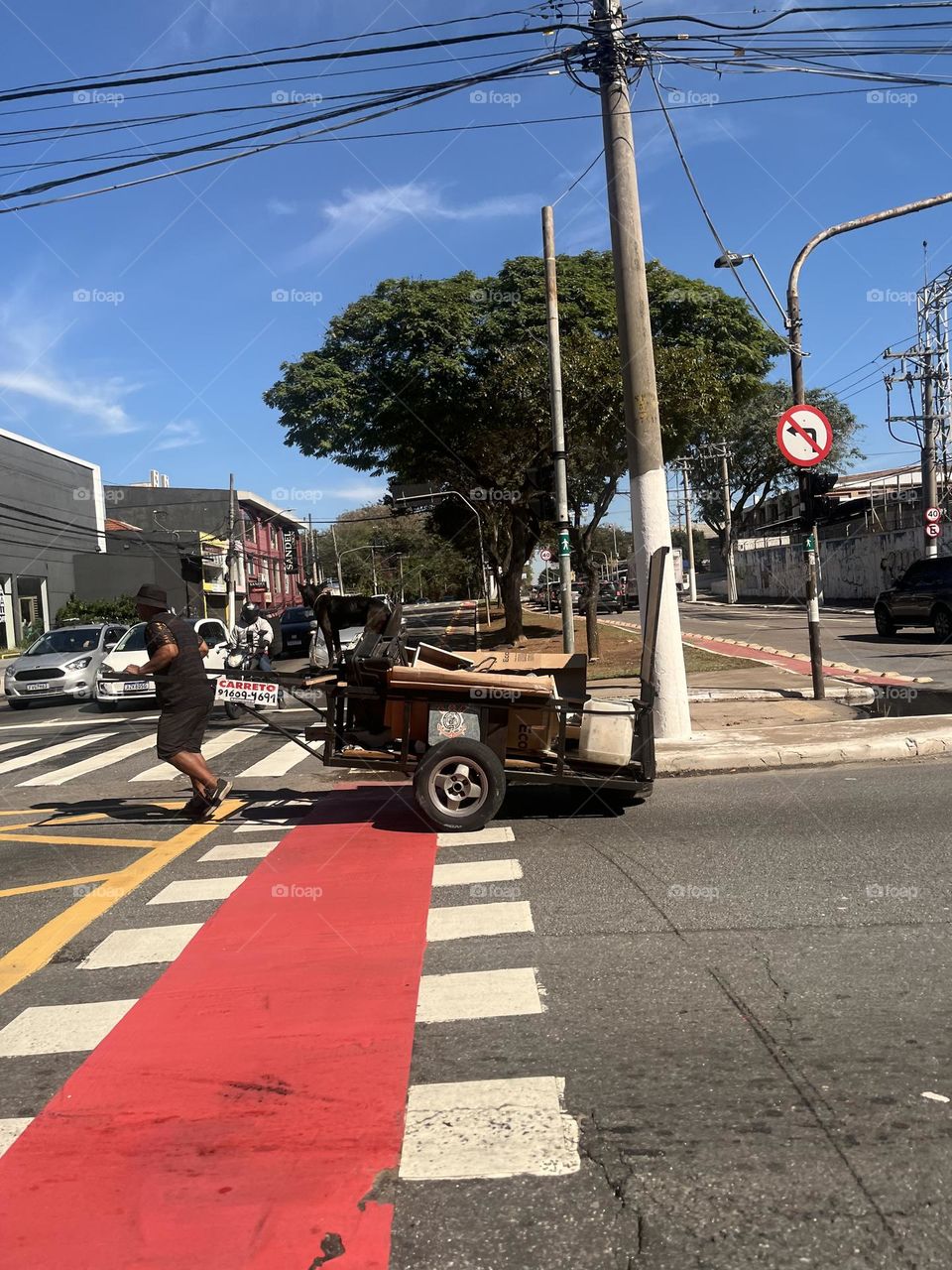 A dog helping owner taking care of items in a cart being pushed in a big city, São Paulo