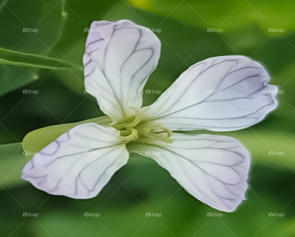 Macro flower with white Petals on green background.