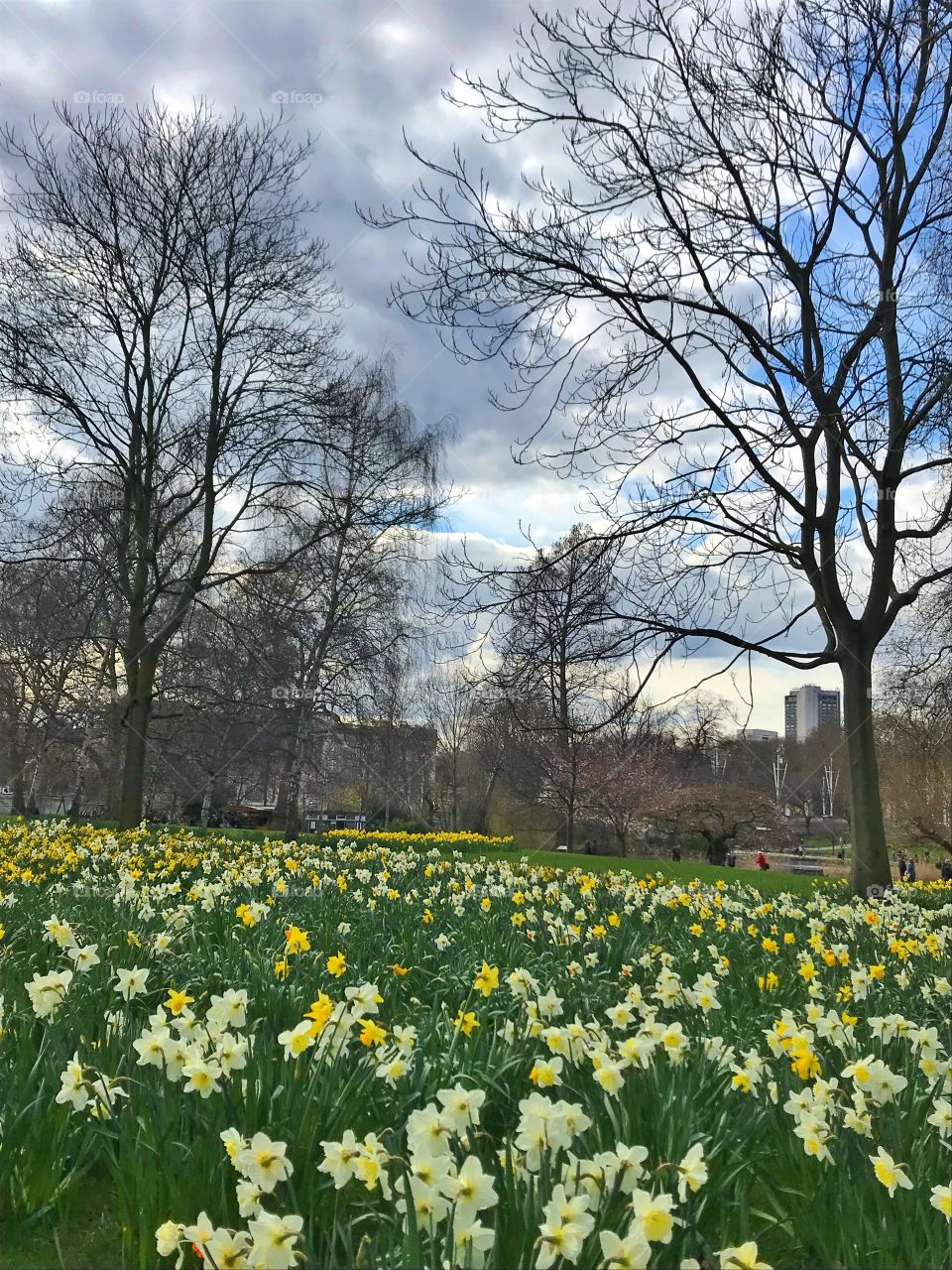 White and yellow daffodil flowers in spring 