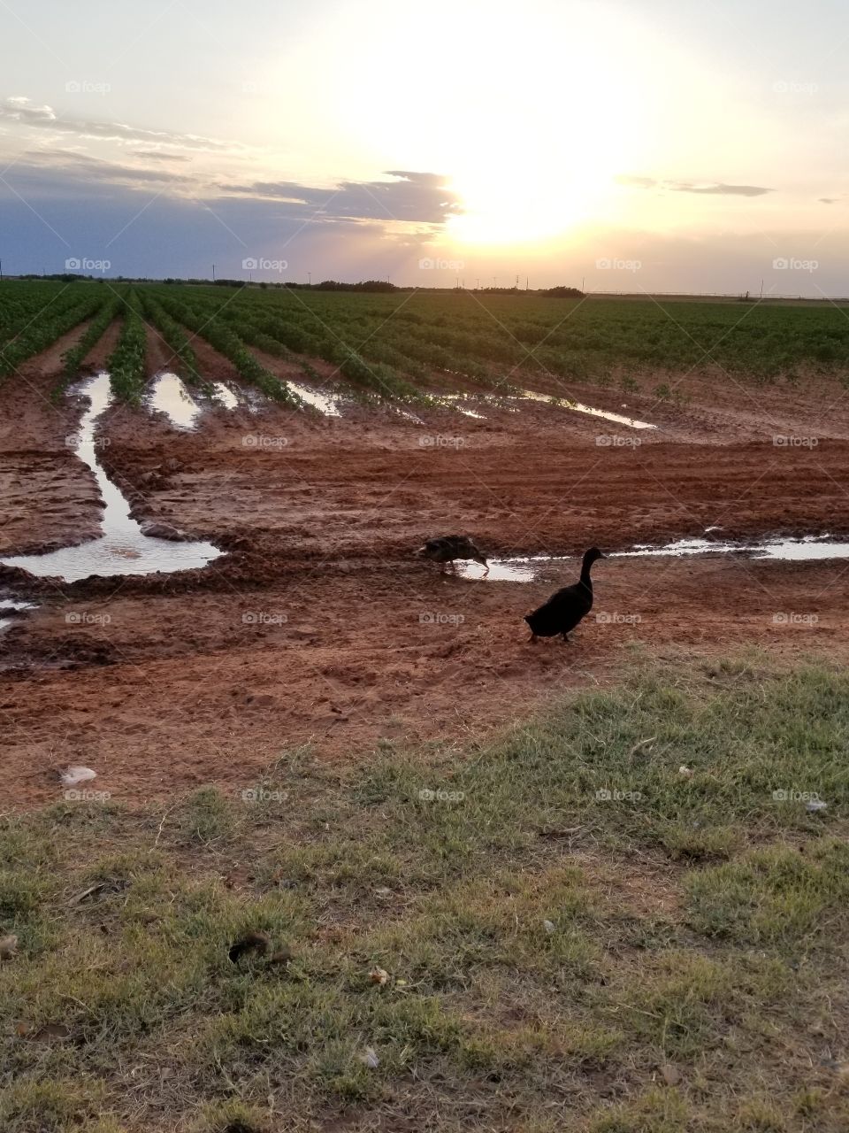 ducks enjoy a mud puddle