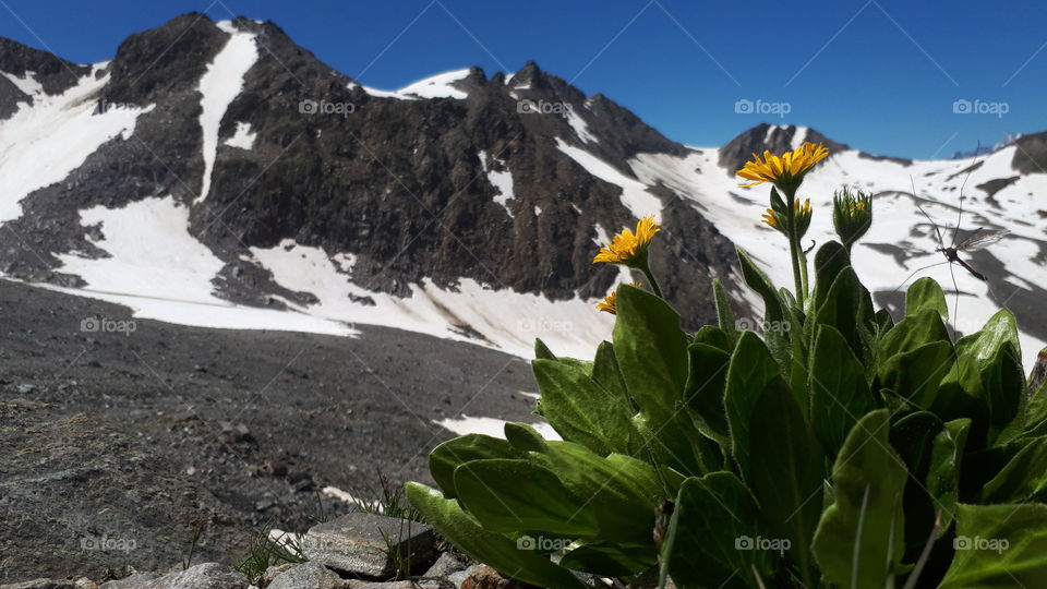 Doronicum clusii near Rhone glacier, Switzerland
