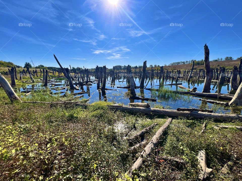 Lake’s landscape with trees in water