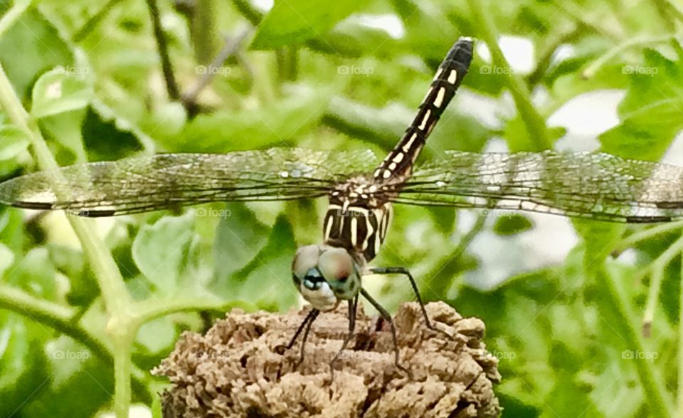 Dragonfly Visits the Garden