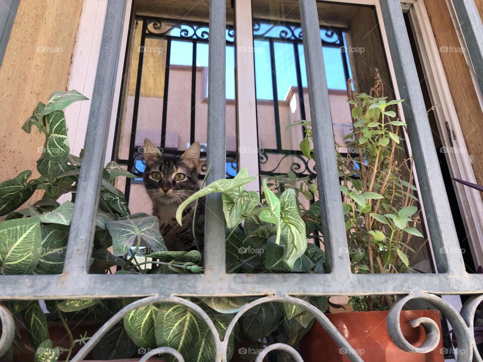 Beautiful cat looking at from the window.