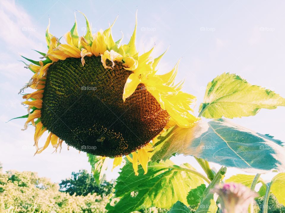 Sunflower closeup and the sky behind