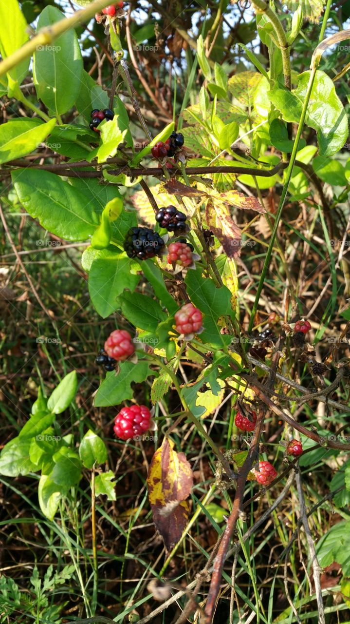 wild berry fruit. wild berry fruit