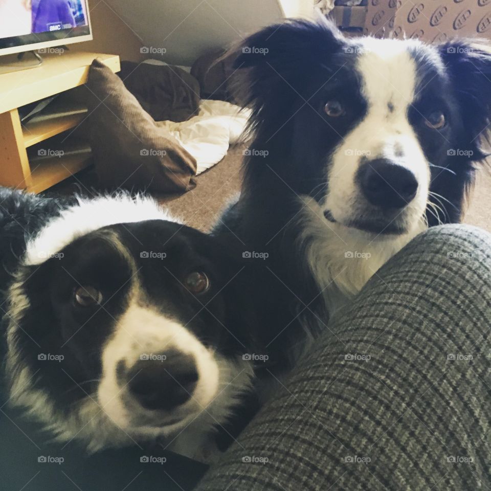 Collies