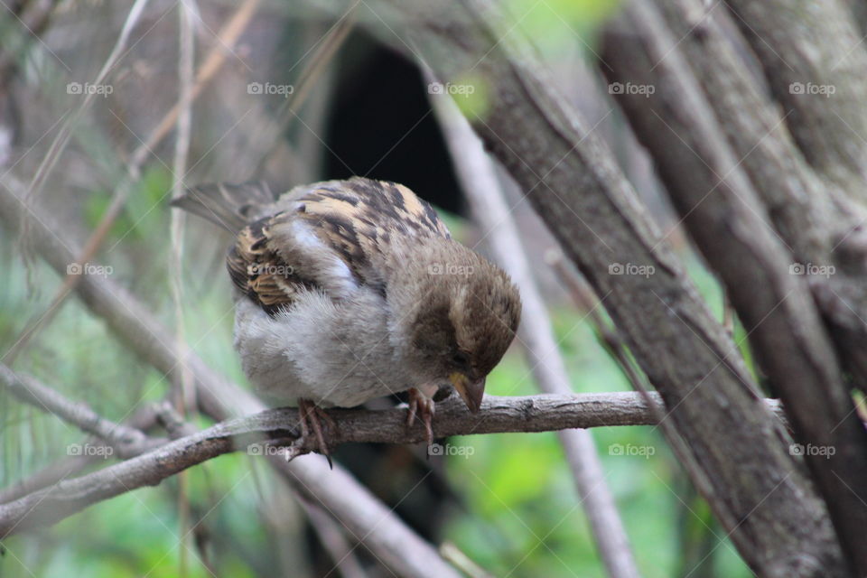 House sparrow on branch looking downward 