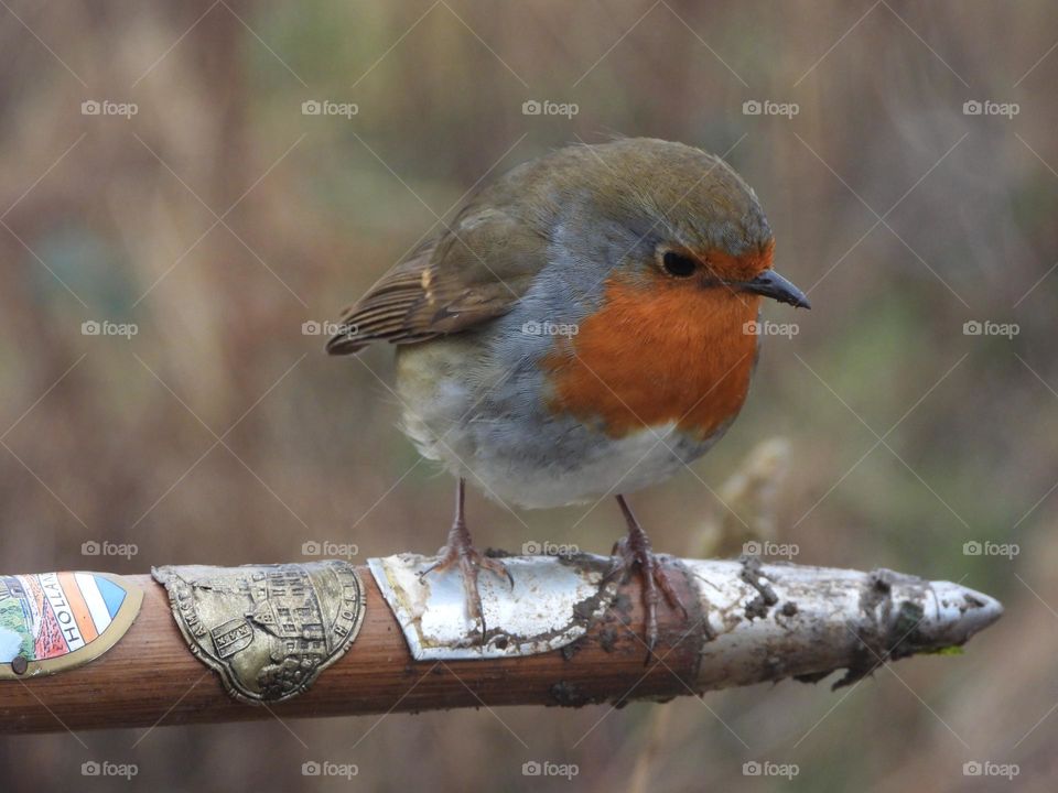 A robin on a stick