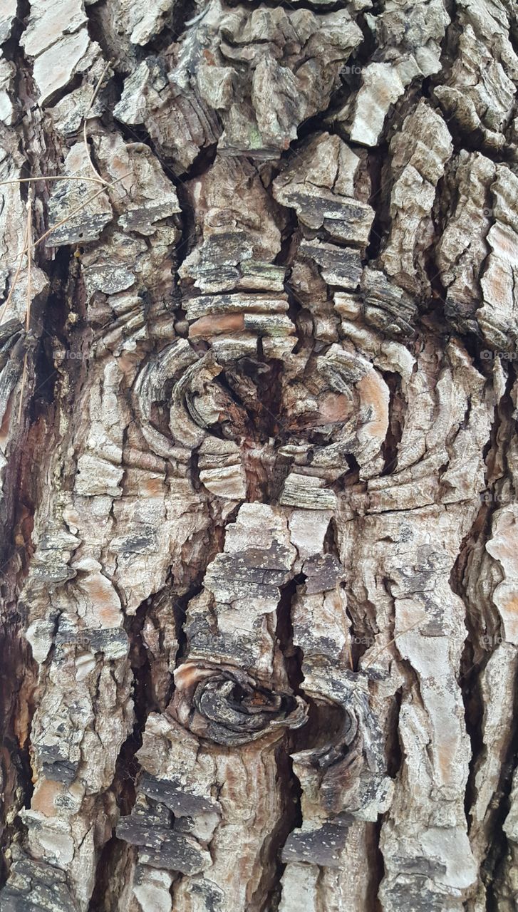 grey bark lineaments