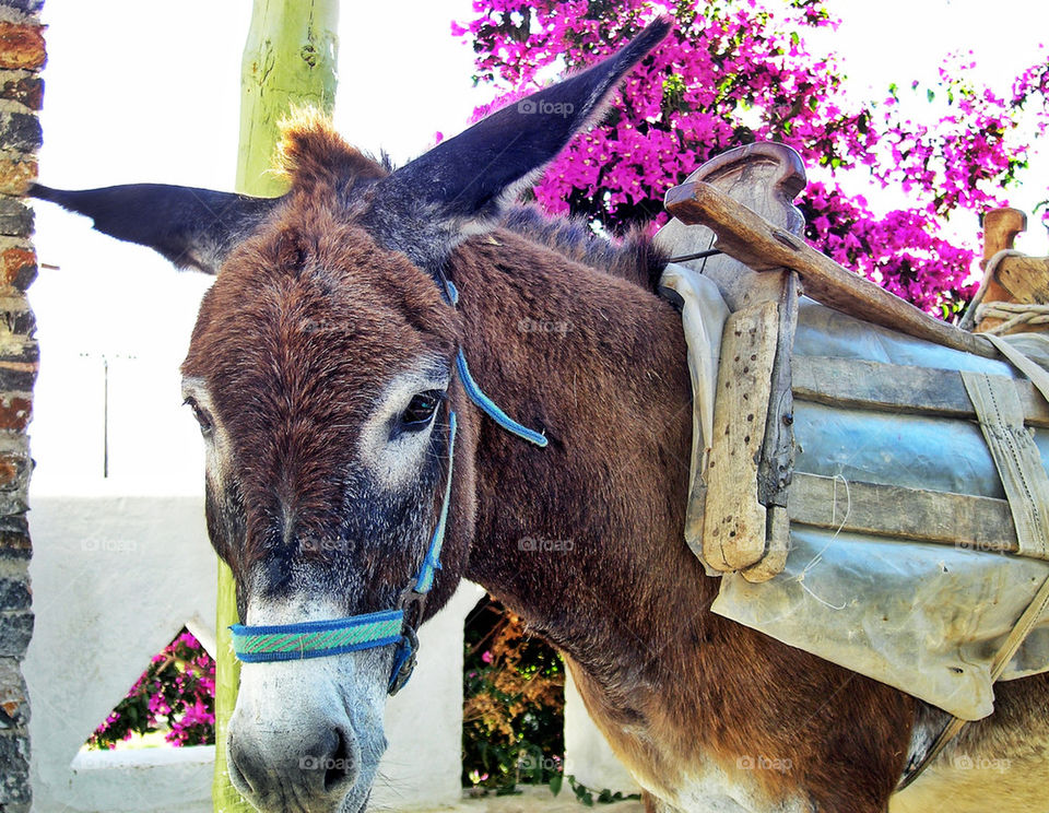 mammals animals greece donkey by spikerbagger