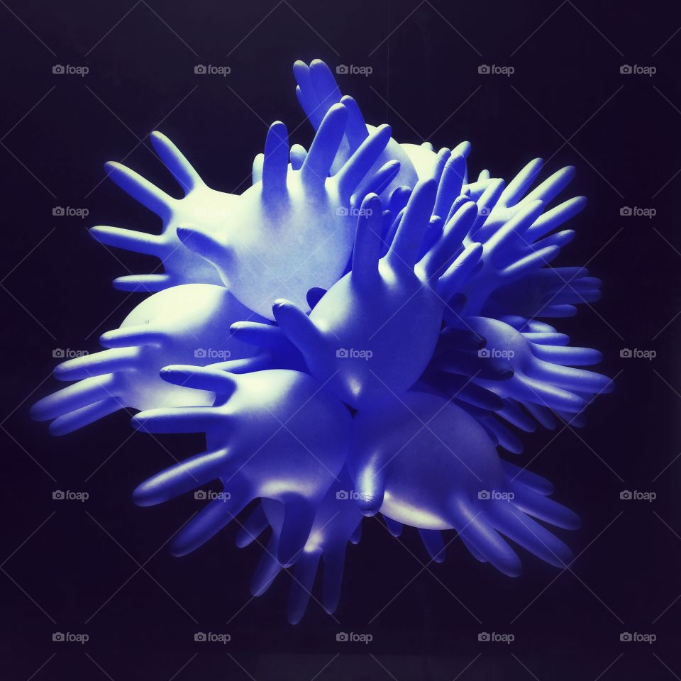 Flower, No Person, Invertebrate, Nature, Underwater