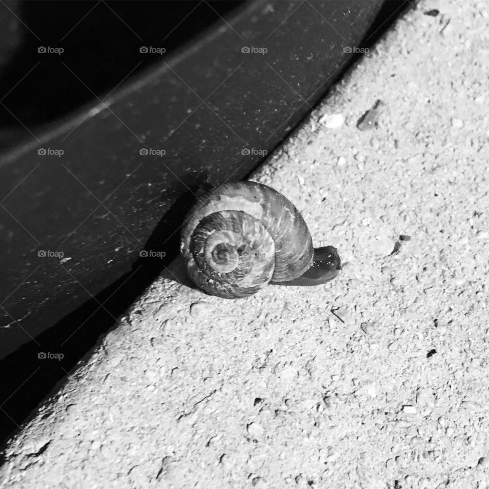 Snail b&w