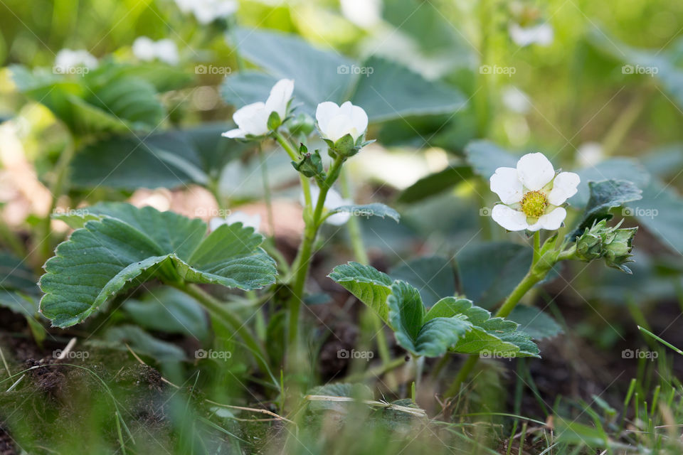 Wild strawberry flowers in bloom 