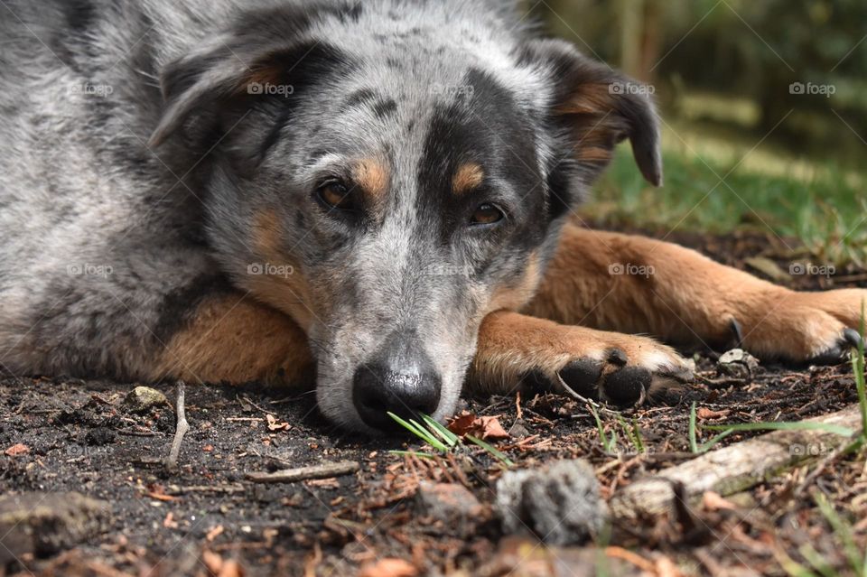 Resting dog 