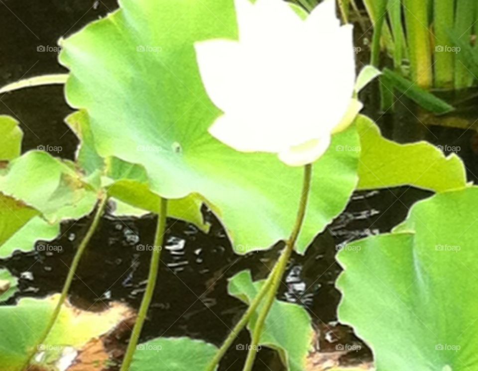 Lily flower in pond