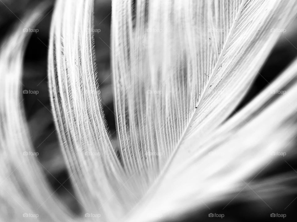 Macro shot of feather in black and white.