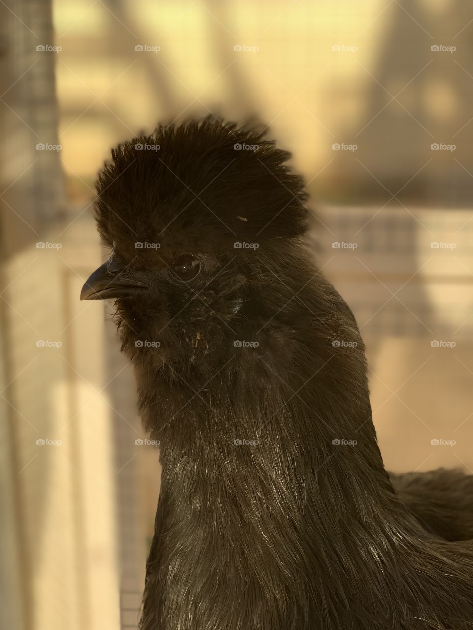 Bantam Silkie chicken 