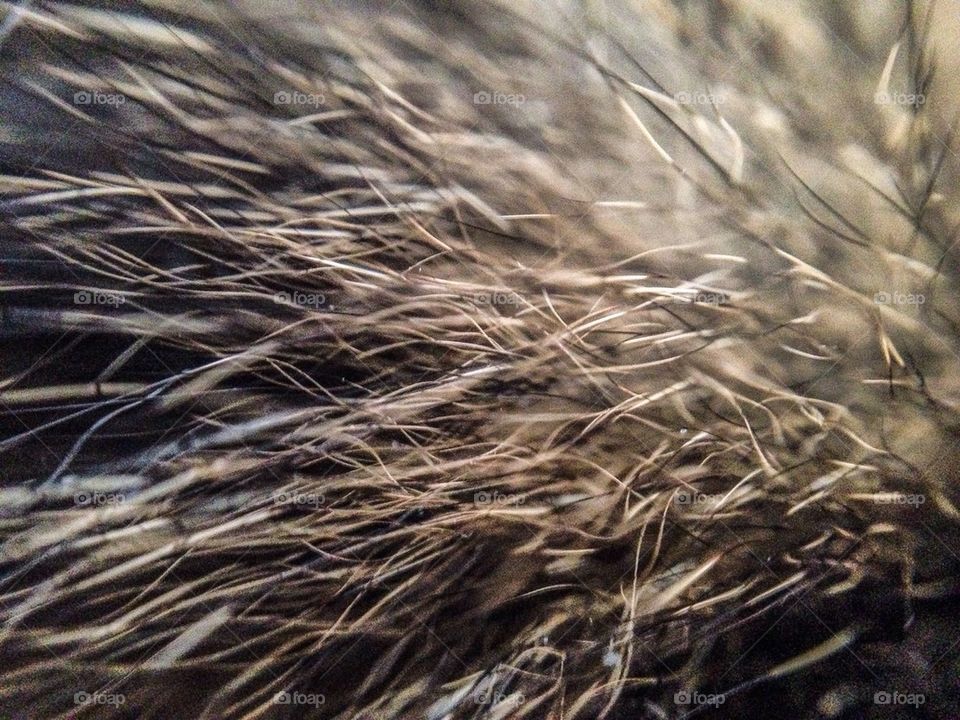 Animal fur hair