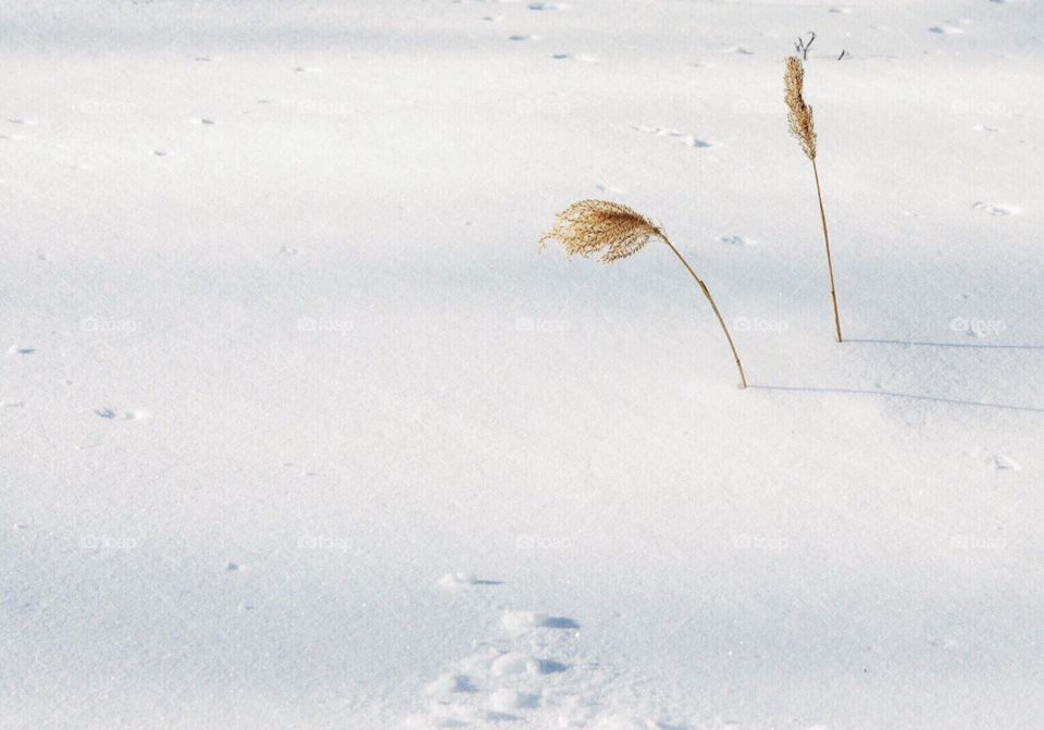 Ornamental grass in the snow