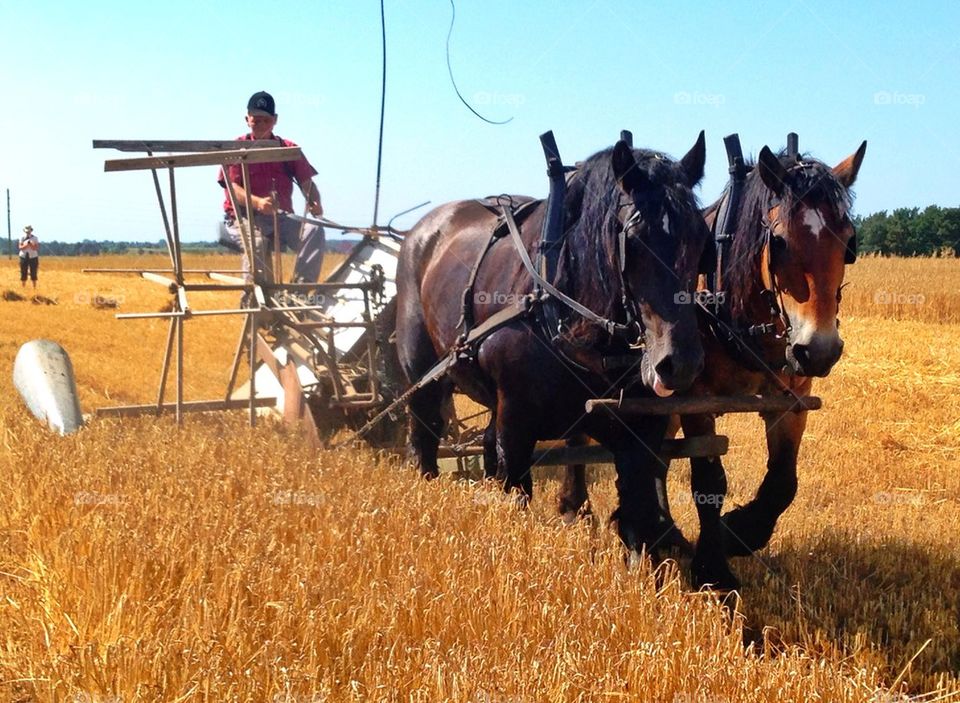 Old time harvest