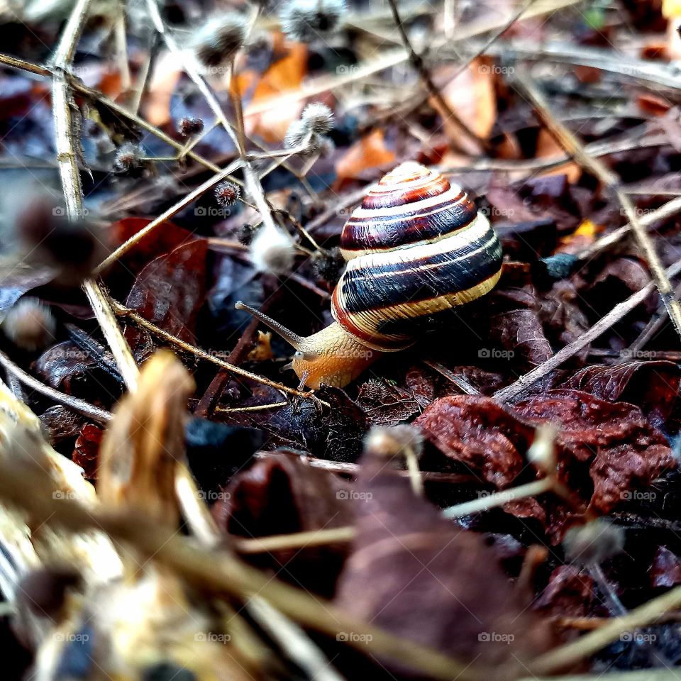 Snail