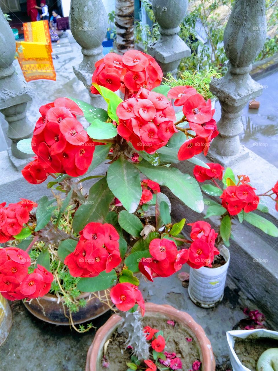 small garden flowers