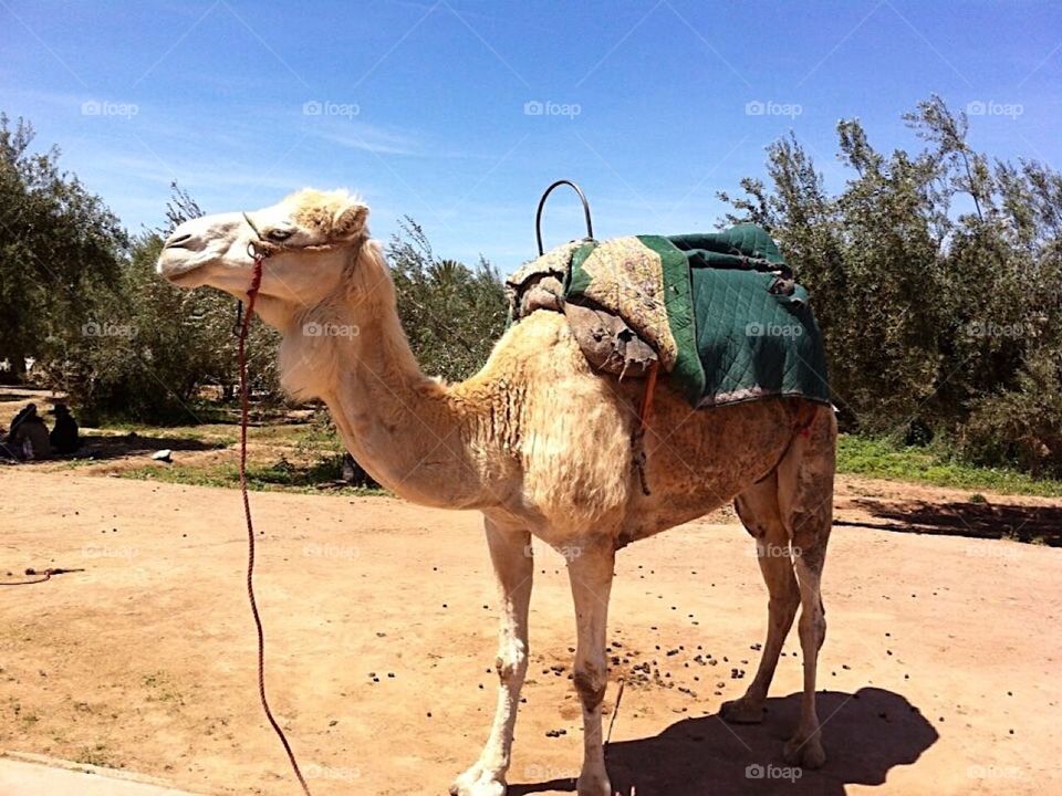 Camel Morocco 